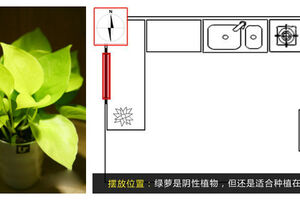 巧放植物來開運(yùn) 春節(jié)家居綠意添